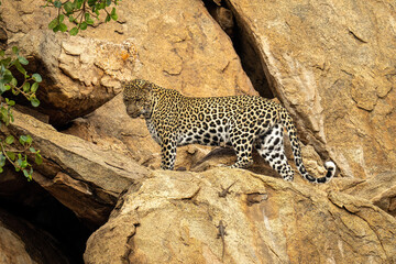 Fototapeta na wymiar Leopard stands on rocky ledge looking down