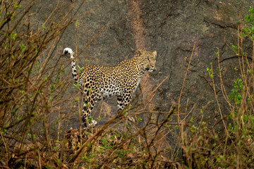 Obraz premium Leopard standing on rock surrounded by bushes