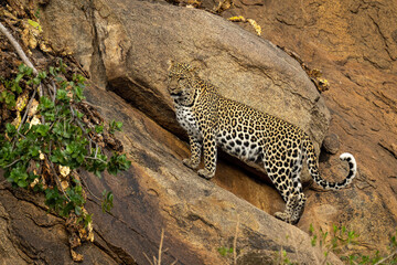 Fototapeta na wymiar Leopard standing on steep rockface staring down
