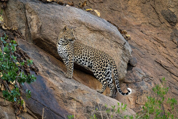Obraz na płótnie Canvas Leopard stands on sloping rock looking back