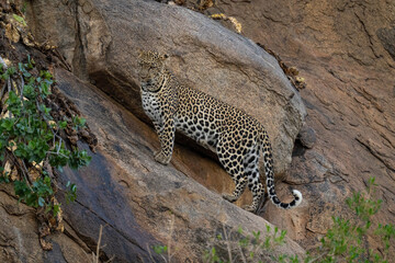Fototapeta na wymiar Leopard stands on sloping rock looking downwards