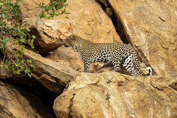Fototapeta na wymiar Leopard stands on rocky ledge near lizards