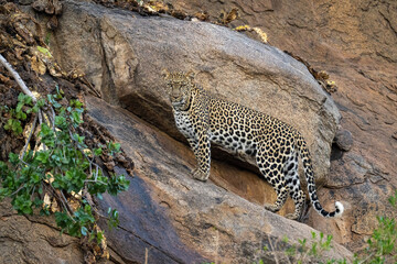 Fototapeta na wymiar Leopard stands on sloping rock looking down