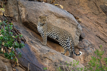 Fototapeta na wymiar Leopard stands on sloping rock staring down