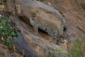 Fototapeta na wymiar Leopard stands on sloping rock staring downwards