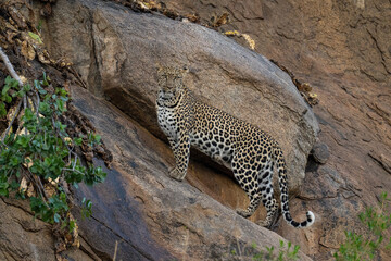 Fototapeta premium Leopard stands on sloping rock watching camera