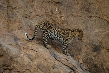 Fototapeta na wymiar Leopard stands on steep rock in profile