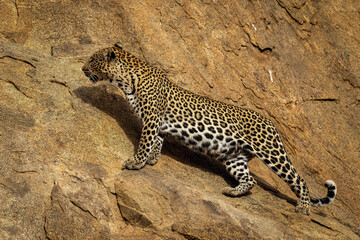 Fototapeta na wymiar Leopard stands on sloping rockface looking up