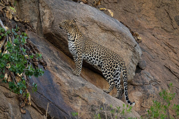 Fototapeta na wymiar Leopard stands on sloping rock looking up