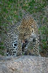 Fototapeta na wymiar Leopard stands snarling on rock near cub
