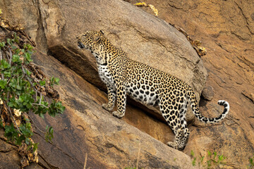 Fototapeta premium Leopard stands on steep rockface looking up