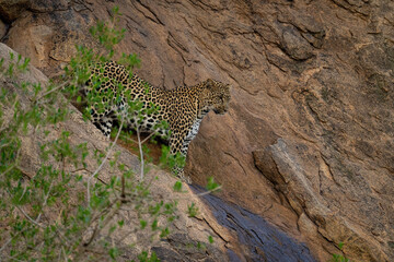Leopard stands on steep rockface looking below