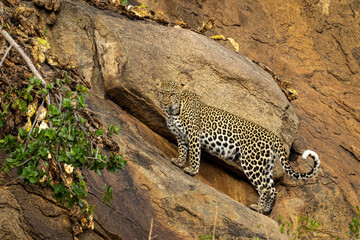 Fototapeta na wymiar Leopard stands on steep rockface looking down