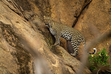 Fototapeta na wymiar Leopard stands watching camera on steep rockface