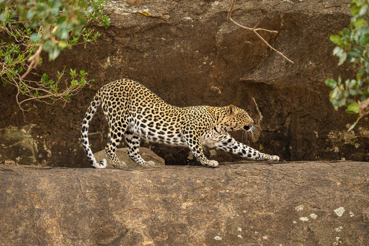 Leopard starts to stretch on rocky ledge