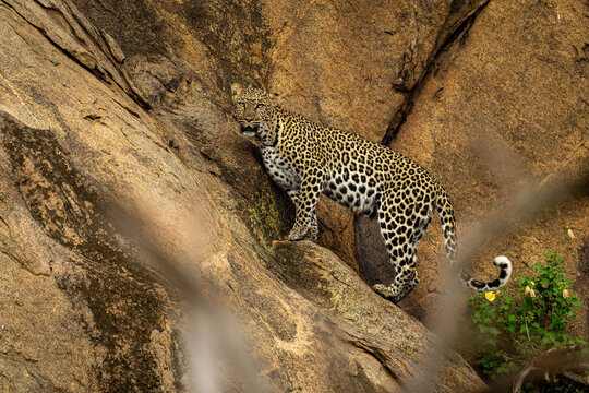 Leopard stands watching camera on steep rockface