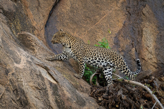 Leopard stepping over branch on steep rock
