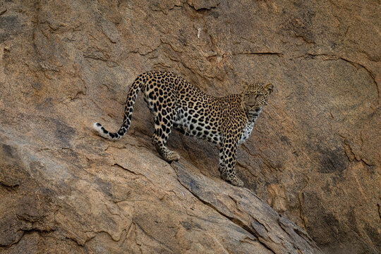 Leopard stands on steep rock looking back
