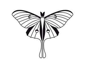 Butterfly. Vector drawing. Closeup. Used for web design 