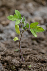 closeup the ripe green tomato plant growing with brown soil soft focus natural green brown background.