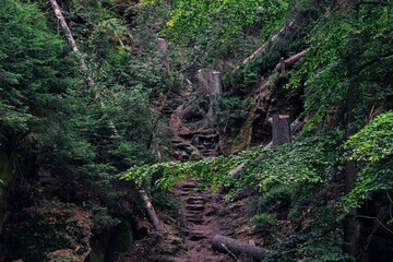 The valley with rock trail in deep forest near Kyjov, Bohemian Switzerland, Czech republic