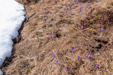 Close up view on a bunch of blossoming crocuses on alpine meadow in spring on Saualpe, Lavanttal...