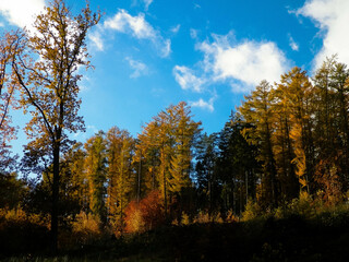 Obraz premium Autumnal forest in sunny day.