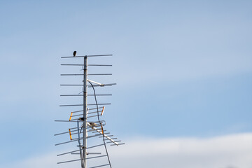 Analog TV antenna with a sparrow on top of it on a blue sky background.