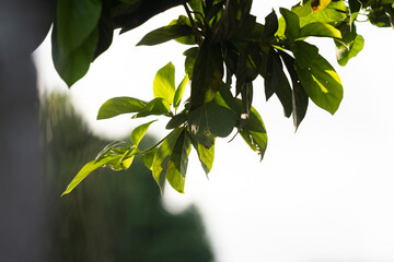 Avocado twigs with dense young leaves illuminated by the afternoon sun from behind.