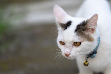 The local Balinese white cat plays alone in the yard.