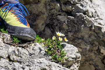 sporty climbing trekking shoe on a Dolomite rock with little flowers next to