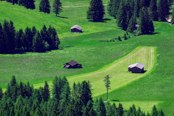 fresh and mowed alpine meadow with trees and huts