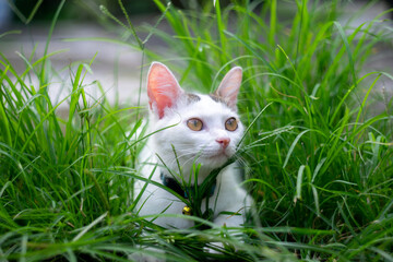 The local Balinese white cat plays alone in the yard.