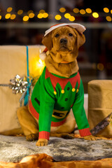 Christmas Dog
