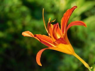 Obraz premium Beautiful orange lily macro photo.