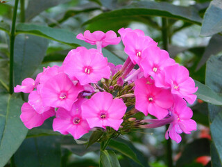 Pink phlox macro photo.