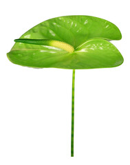 Green Anthurium flower isolated on transparent background, PNG.