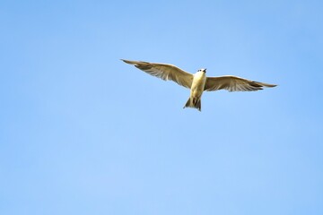 seagull in flight