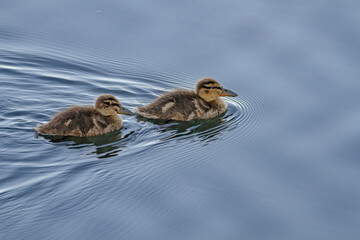 Wild young ducks swimming