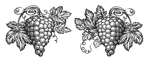 Vine with leaves and bunch of grapes in vintage engraving style. Hand drawn retro pattern for restaurant label or menu - obrazy, fototapety, plakaty