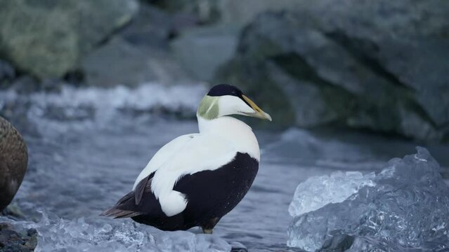 Common Eider bird or common duck standing shaking off fur on the coast of glacier lagoon in Jokulsarlon
