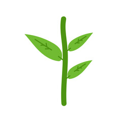 sunflower with leaves