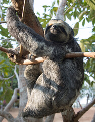 Sloth hanging from a tree in the Amazon Rainforest in Amazonia, Brazil