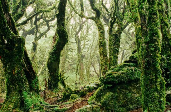 Mossy trees in Mount Stokes Track in Marlborough Sounds, New Zealand