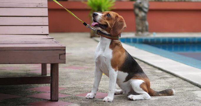 Funny dog beagle, bigl, sitting outdoors near swimming pool. Animals theme for advertising