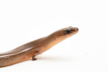 The short-limbed supple skink or Linnaeus's writhing skink lizard (Lygosoma quadrupes) isolated on white background