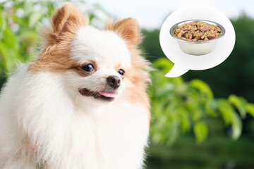 Portrait of a Pomeranian puppy with white fur and red ears. The dog dreams of a bowl of food. Satisfied dog for a walk against the background of green trees. The dog stuck out its tongue.