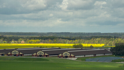 field with canola, blue sky and clouds