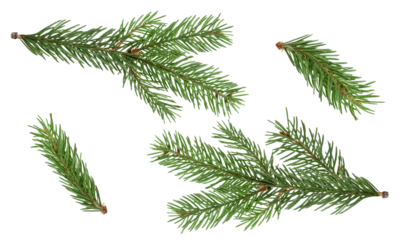 Fotobehang Fir branch isolated png transparent. christmas tree. Christmas green spruce branch. green fir tree branch. Object for christmas card, packaging, banner, calendar. © Elena
