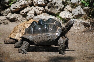 Closeup shot of a Floreana giant tortoise in the zoo